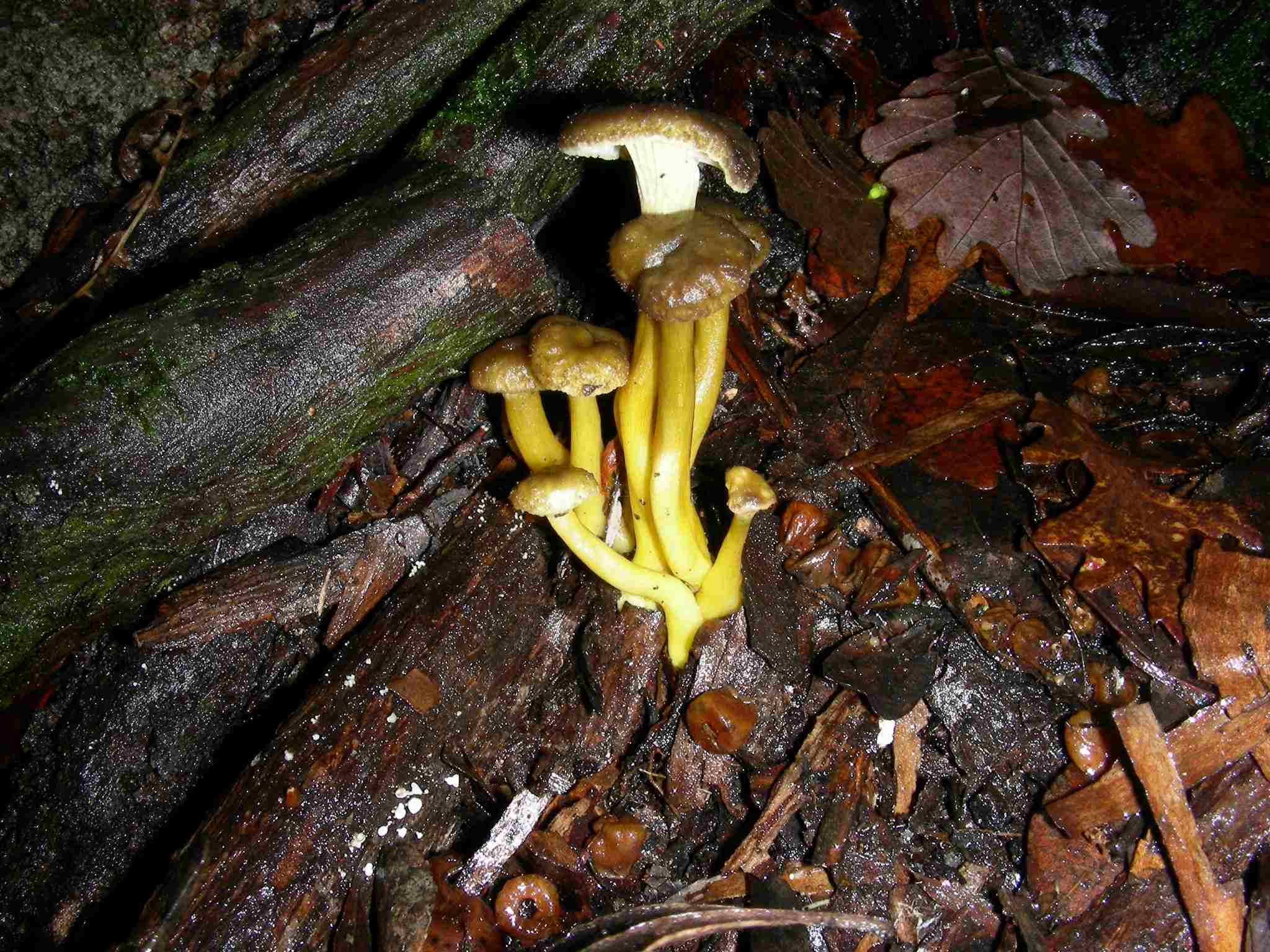 1864 Dicembre vecchio ritrovamento